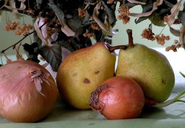 A still life composition featuring pears and onions arranged on a green tablecloth.